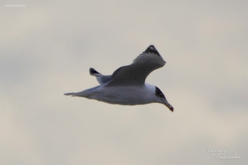 larus-ichthyaetus_01.jpg