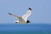 larus-relictus_01_t1.jpg