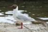 larus-ridibundus_01_t1.jpg