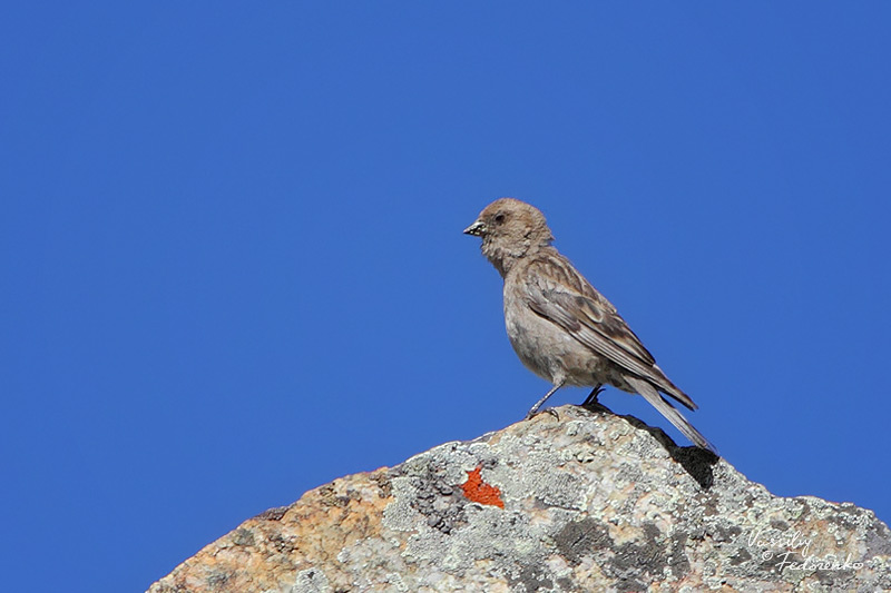 leucosticte-nemoricola_03.jpg