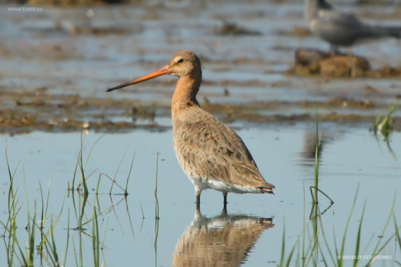 limosa-limosa_01.jpg