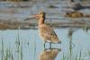 limosa-limosa_01_t1.jpg