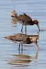 limosa-limosa_01_t1_1.jpg
