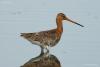 limosa-limosa_01_t1_2.jpg