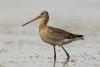 limosa-limosa_01_t1_3.jpg