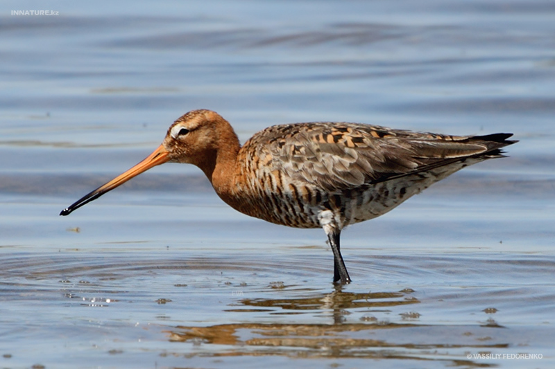 limosa-limosa_02_1.jpg