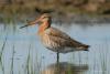limosa-limosa_02_t1.jpg