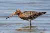 limosa-limosa_02_t1_1.jpg