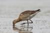 limosa-limosa_02_t1_2.jpg