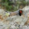 luscinia-pectoralis_02_t1_1.jpg