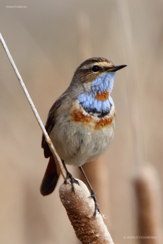luscinia-svecica_01.jpg