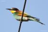 merops-apiaster_01_t1.jpg