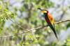 merops-apiaster_01_t1_1.jpg
