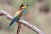 merops-apiaster_01_t1_2.jpg