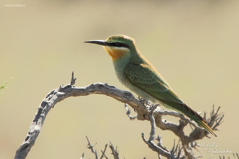 merops-superciliosus_02.jpg