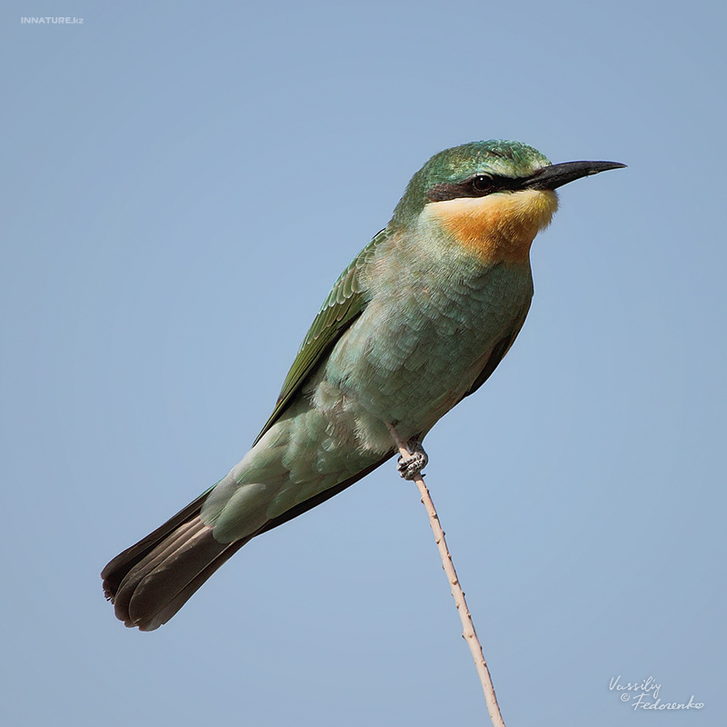 merops-superciliosus_03.jpg