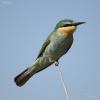 merops-superciliosus_03_t1.jpg
