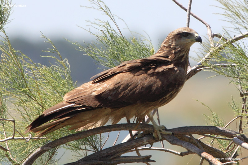 milvus-migrans_01_1.jpg