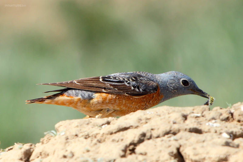 monticola-saxatilis_01.jpg