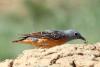 monticola-saxatilis_01_t1.jpg