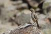 monticola-saxatilis_01_t1_1.jpg
