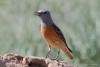 monticola-saxatilis_02_t1.jpg