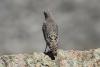 monticola-saxatilis_02_t1_1.jpg