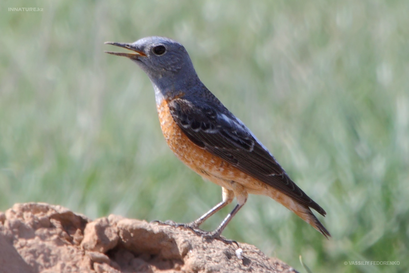 monticola-saxatilis_03.jpg