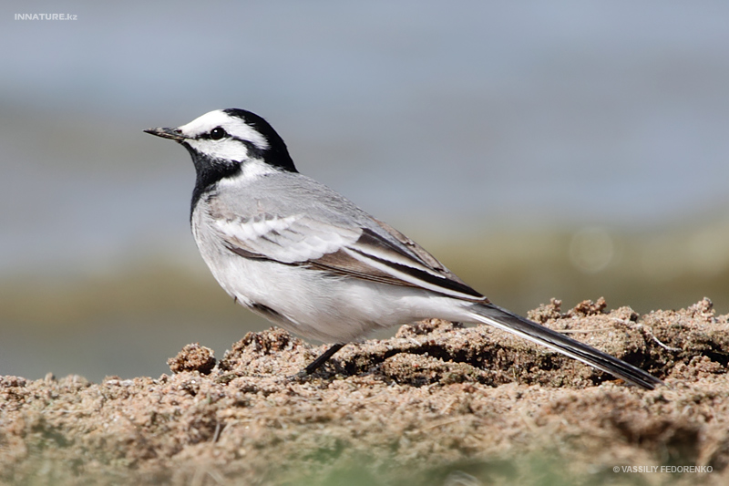 motacilla-alba-ocularis_01.jpg