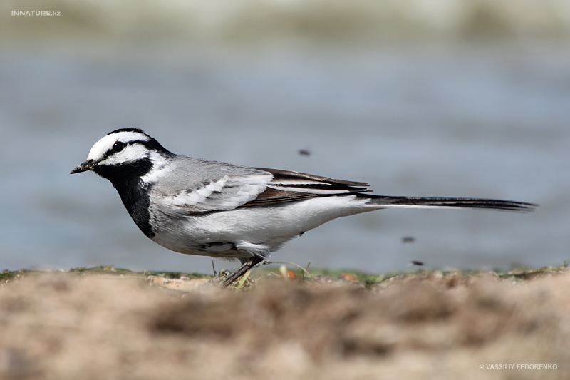 motacilla-alba-ocularis_02.jpg