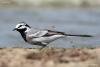 motacilla-alba-ocularis_02_t1.jpg