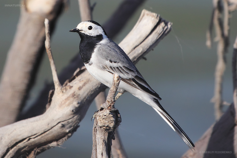 motacilla-alba_01.jpg
