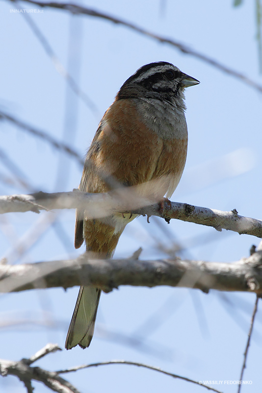motacilla-cinerea_01.jpg