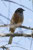 motacilla-cinerea_01_t1.jpg