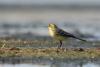 motacilla-citreola_01_t1_1.jpg