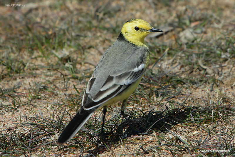motacilla-citreola_03.jpg