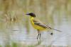 motacilla-feldegg_01_t1.jpg