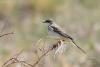 motacilla-feldegg_02_t1.jpg