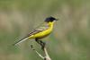 motacilla-feldegg_03_t1.jpg