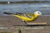 motacilla-flava-leucocephala_01_t1.jpg