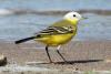 motacilla-flava-leucocephala_02_t1.jpg