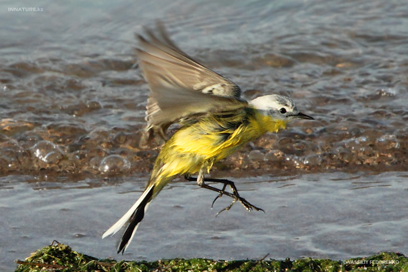 motacilla-flava_01.jpg
