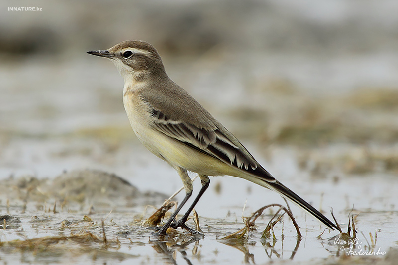 motacilla-flava_01_1.jpg