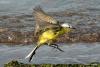motacilla-flava_01_t1.jpg