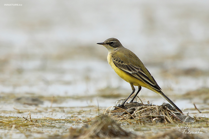 motacilla-flava_02.jpg