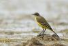 motacilla-flava_02_t1.jpg