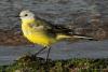 motacilla-flava_03_t1.jpg