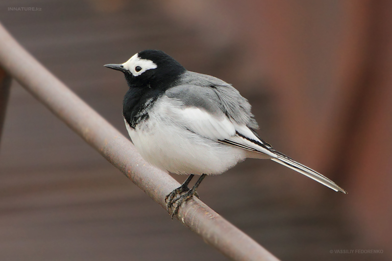 motacilla-personata_01.jpg