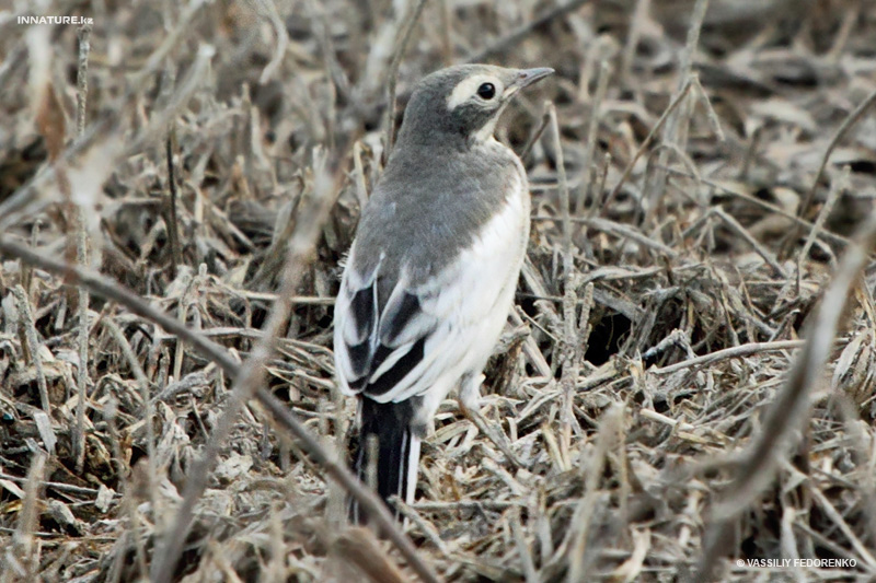 motacilla_02.jpg