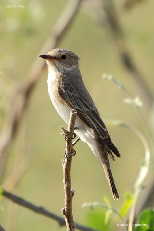 muscicapa-striata_01.jpg